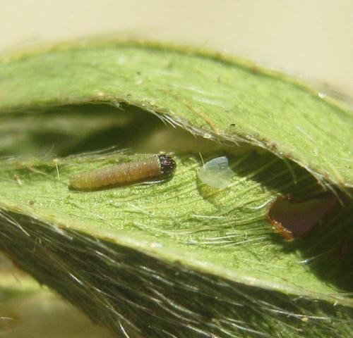 Colias croceus
