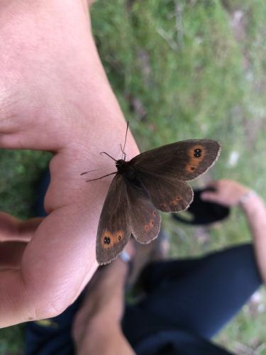 Erebia pronoe