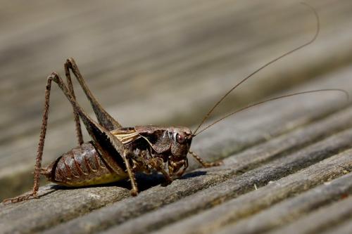 Pholidoptera griseoaptera