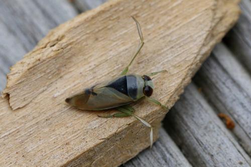Réf. 308 438 : Notonecta viridis