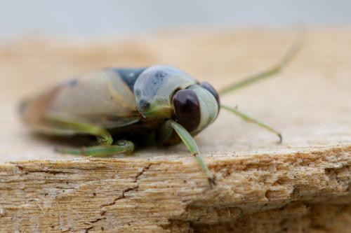 Réf. 308 437 : Notonecta viridis