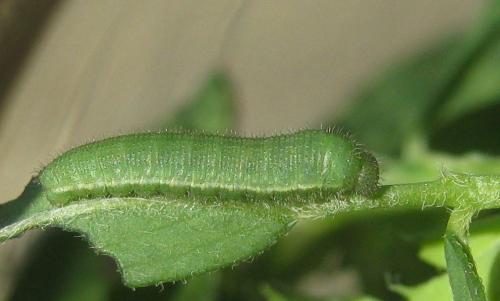 Colias croceus