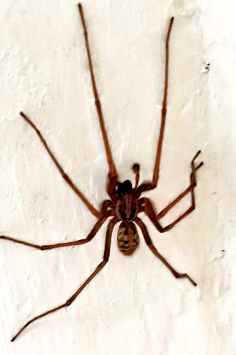 Eratigena sp.