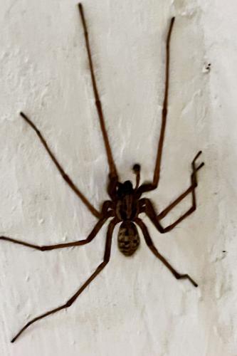 Eratigena sp.