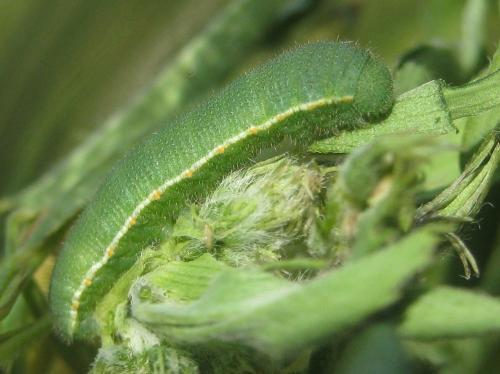 Colias croceus