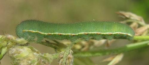 Colias croceus