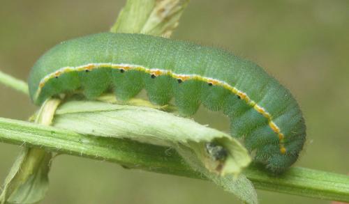 Colias croceus