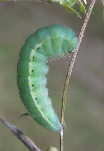 Colias croceus