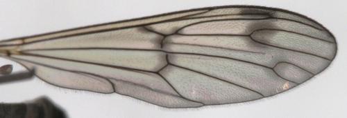 Ptychoptera albimana