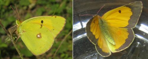 Colias croceus