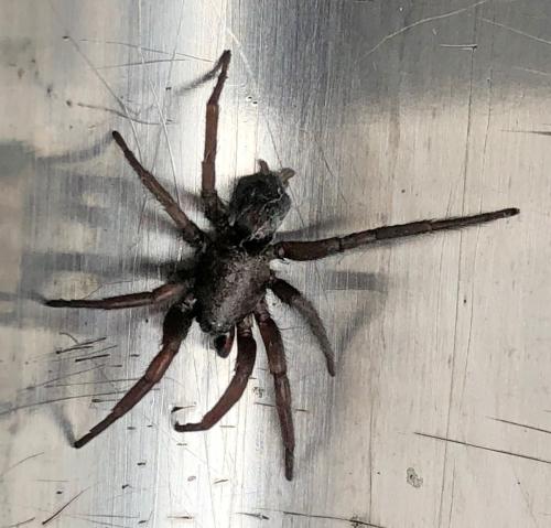 Réf. 308 913 : Scotophaeus sp.