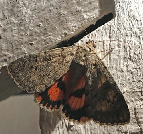 Catocala puerpera