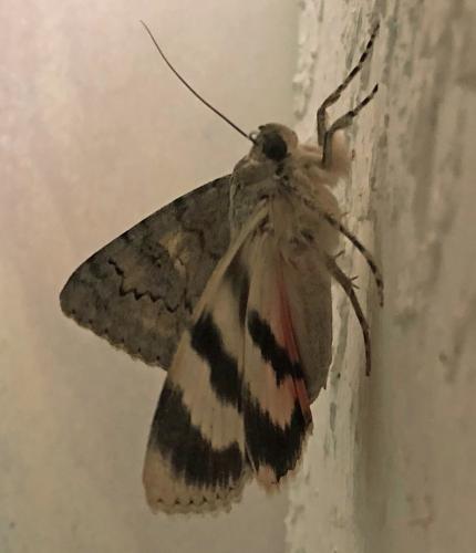 Catocala puerpera
