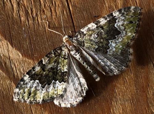 Réf. 308 666 : Colostygia olivata