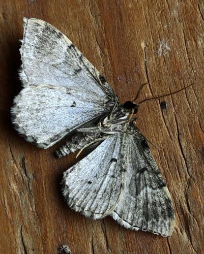 Réf. 308 668 : Colostygia olivata