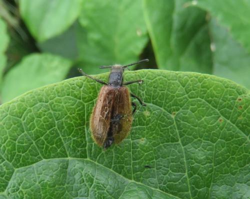 Réf. 308 595 : Lagria sp.