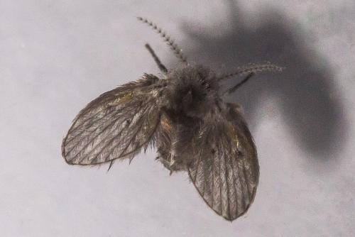 Clogmia albipunctata