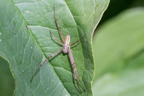 Réf. 308 600 : Argiope bruennichi