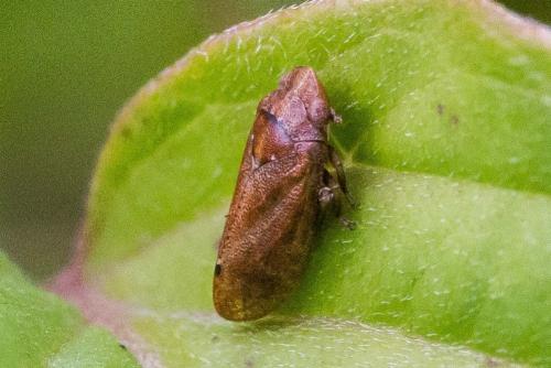 Réf. 308 599 : Tettigometra impressopunctata