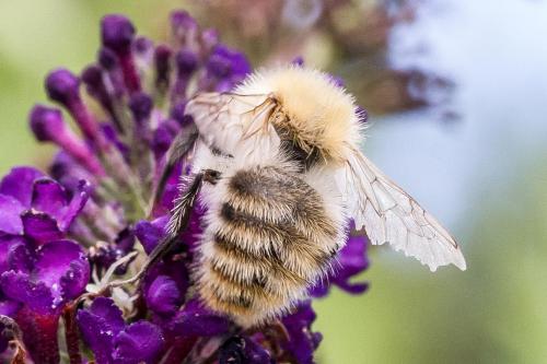 Réf. 308 717 : Bombus pascuorum