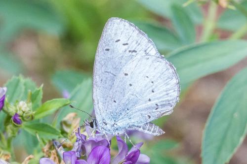 Celastrina argiolus