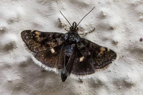 Heliothela wulfeniana