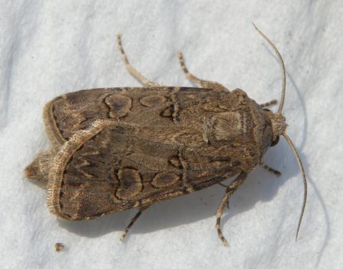 Réf. 308 012 : Agrotis bigramma