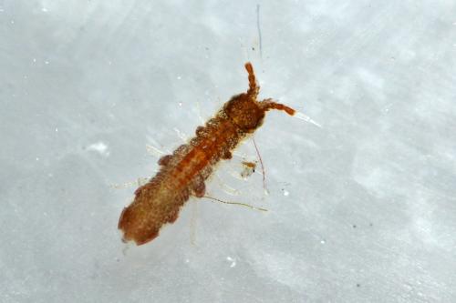 Idotea pelagica