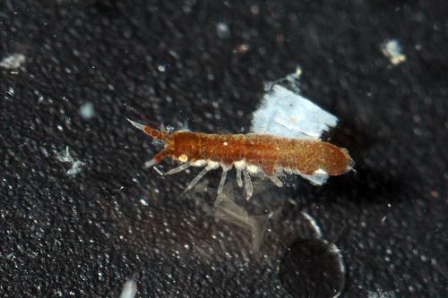 Idotea pelagica