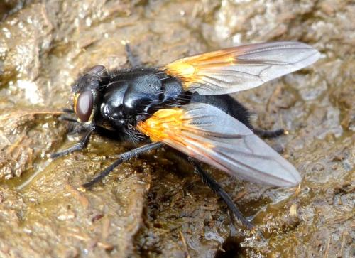 Réf. 308 721 : Mesembrina meridiana