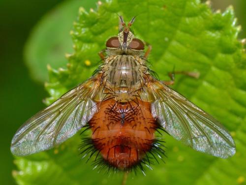 Hystricia abrupta