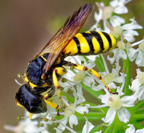 Réf. 308 150 : Ectemnius sp.
