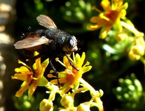 Nowickia sp.