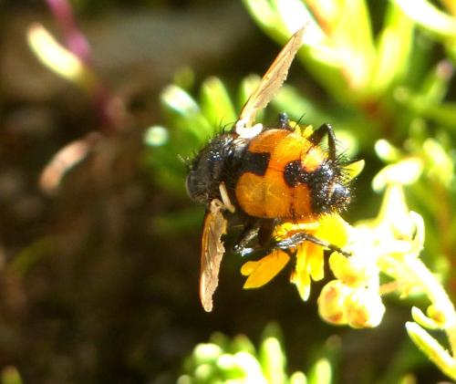 Nowickia sp.