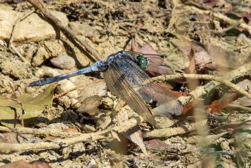 Orthetrum sp.