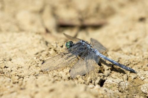 Orthetrum sp.