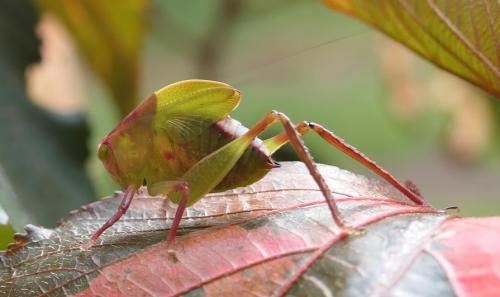Réf. 308 571 : Phaneropterinae inconnu