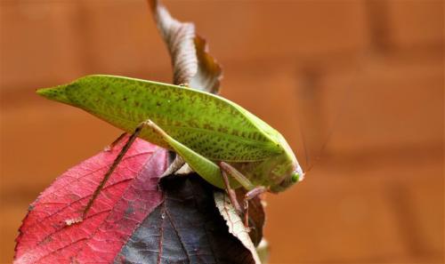 Réf. 308 570 : Phaneropterinae inconnu