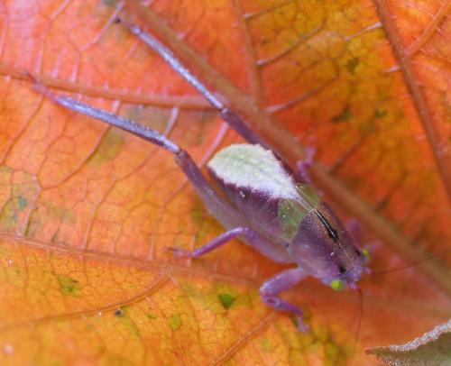 Réf. 308 569 : Phaneropterinae inconnu