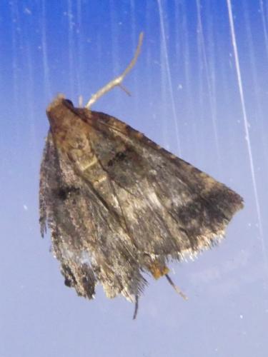 Réf. 308 477 : Stemmatophora brunnealis