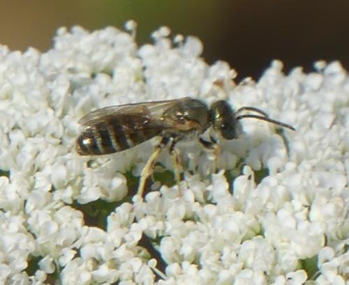 Réf. 308 035 : Seladonia sp.