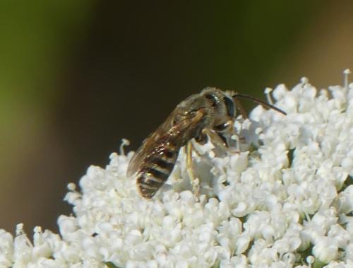 Seladonia sp.