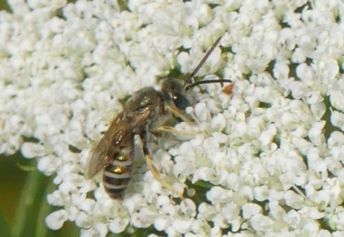 Réf. 308 002 : Seladonia sp.