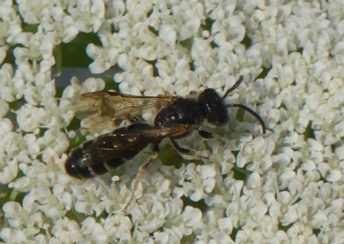Lasioglossum sp.