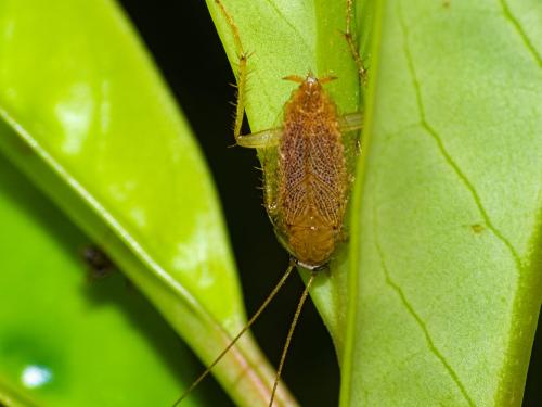 Réf. 308 155 : Planuncus vinzi