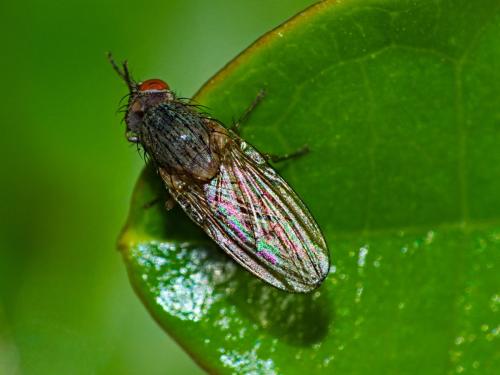 Lauxaniinae