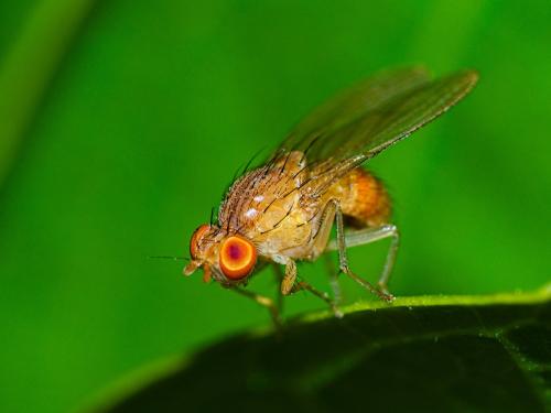 Lauxaniinae