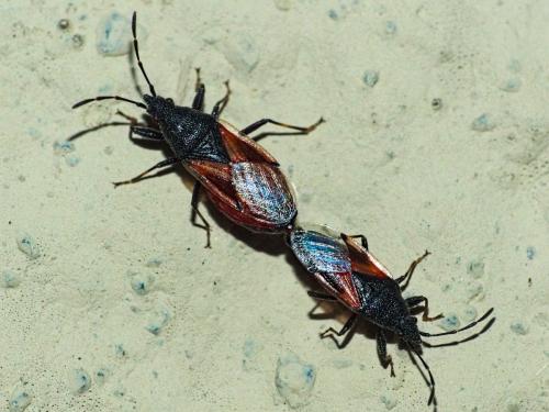 Réf. 308 160 : Oxycarenus lavaterae