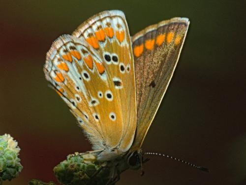 Aricia agestis