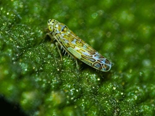 Réf. 308 302 : Eupteryx decemnotata